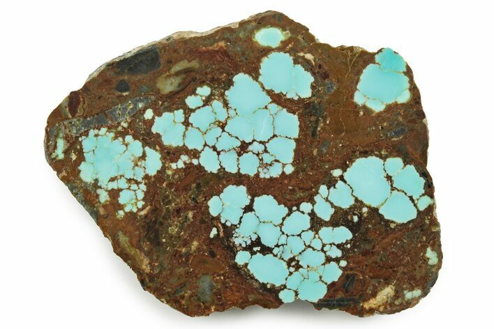 Polished Turquoise Slab - Number Mine, Carlin, NV #245501